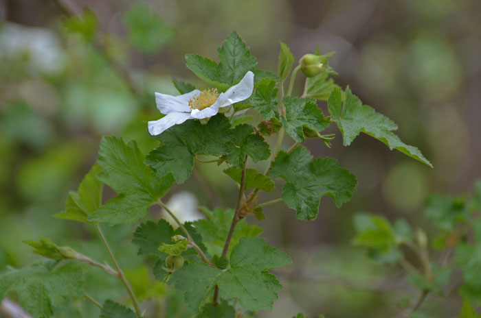 New Mexico Raspberry grows between 4,600 feet and 9,400 feet and is relatively rare in the United States. Rubus neomexicanus New Mexico Raspberry grows between 4,600 feet and 9,400 feet and is relatively rare in the United States. Rubus neomexicanus